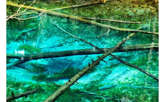 倒木が腐ることなく沈む池の底