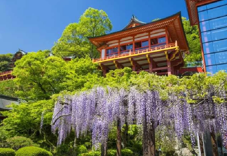祐徳稲荷神社と藤の花
