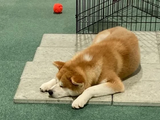 可愛い秋田犬に癒やされよう