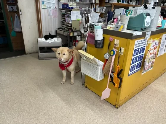 甘えん坊のわんちゃんがお出迎え