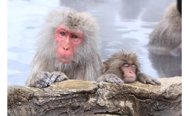 地獄谷野猿公苑①