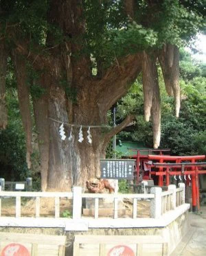 ご神木