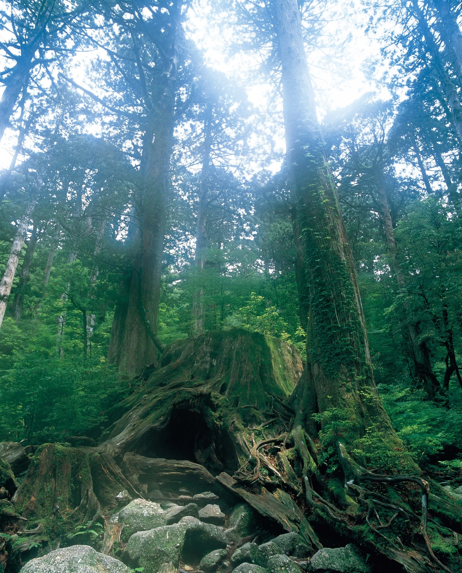 太古の森に包まれるウィルソン株　写真協力：公益社団法人　鹿児島県観光連盟