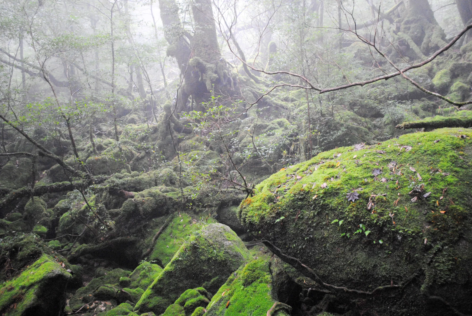 苔の森にかかる霧　写真協力：公益社団法人　鹿児島県観光連盟
