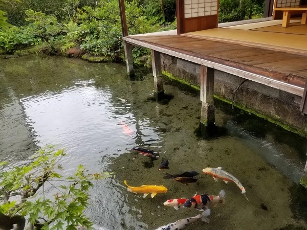 池の鯉