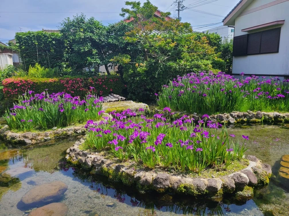 初夏には一面に花菖蒲が