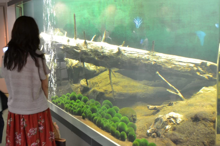 マリモ観察の様子