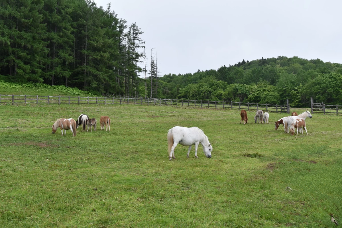 ポニーがいる牧場