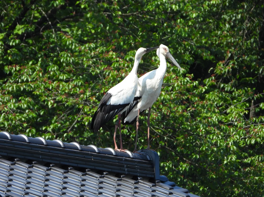 屋根の上のコウノトリ