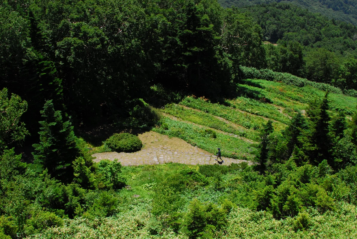 植物園上からの景色