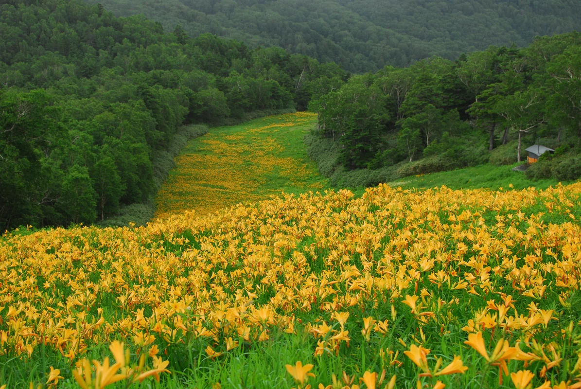 ニッコウキスゲ①
