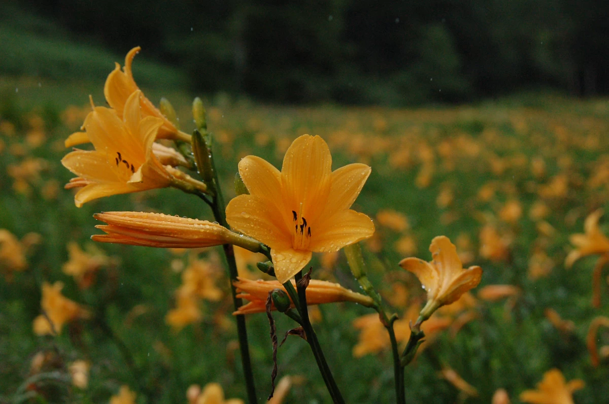 ニッコウキスゲ②