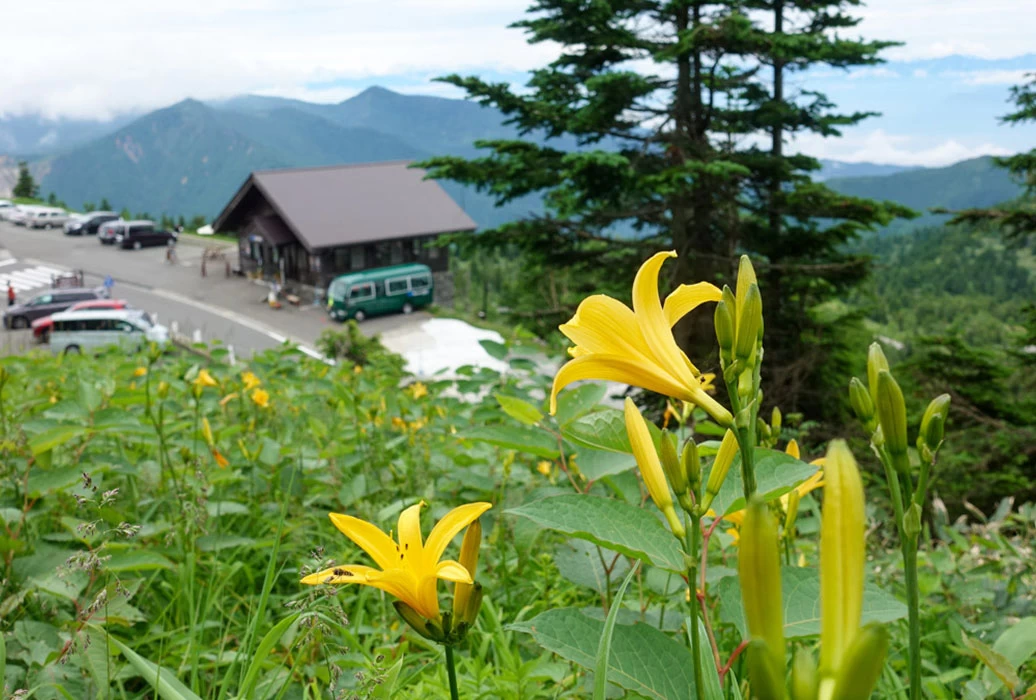 ニッコウキスゲ