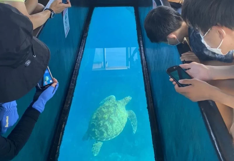 ウミガメに出会えるかも!?