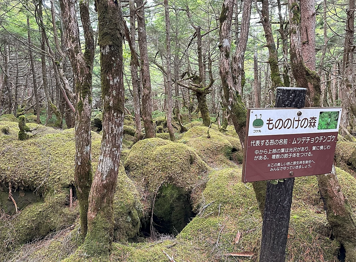 苔の森①（現地撮影）