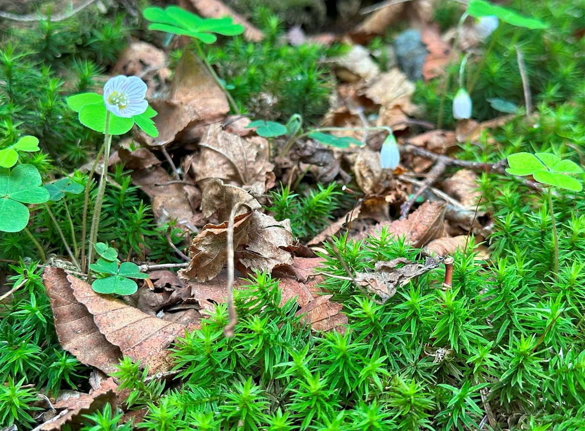 苔の森②（現地撮影）
