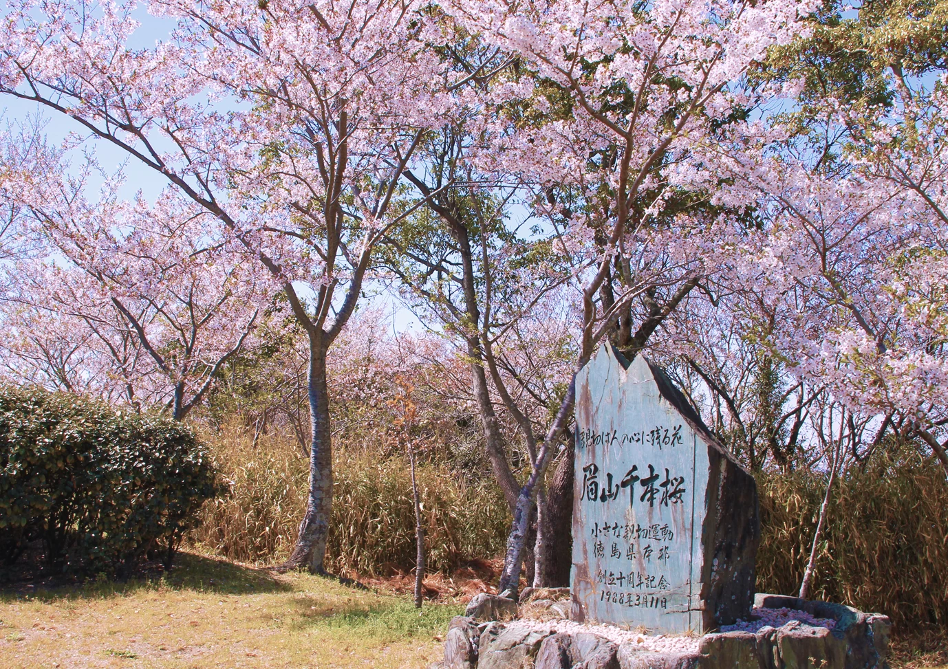 眉山千本桜