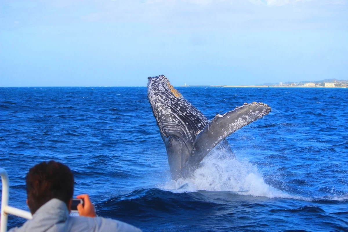 冬季限定のホエールウォッチング