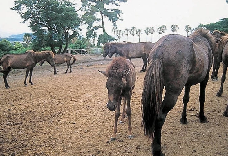 愛くるしいトカラ馬