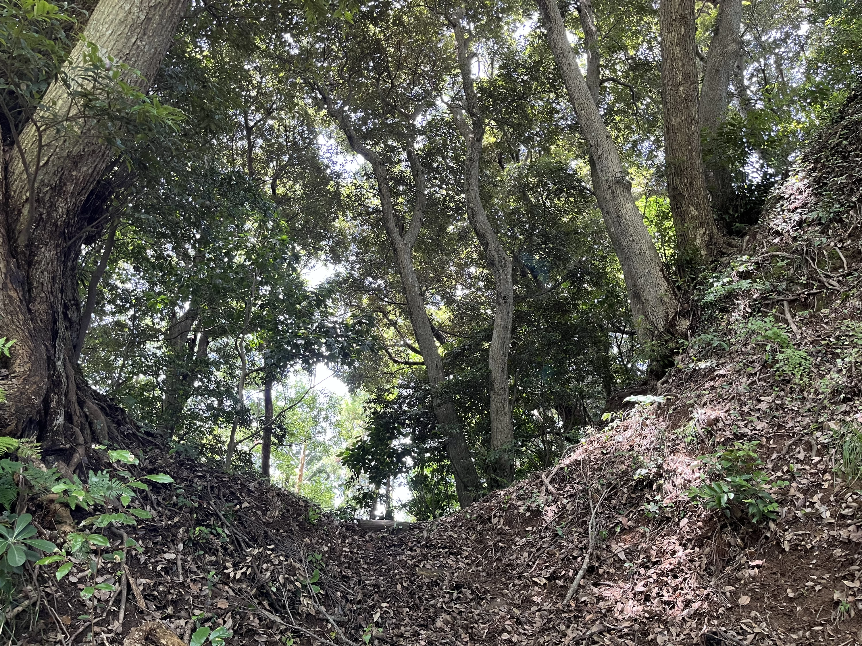 堀切（現地にて撮影）