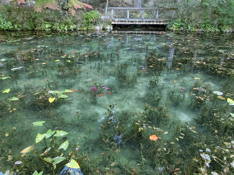 透明度が高い湧水の池