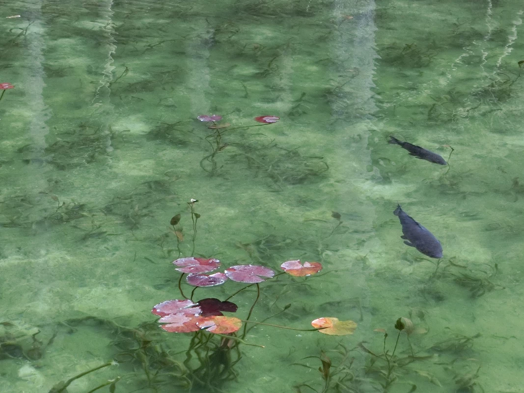 池の中を優雅に錦鯉が泳ぐ