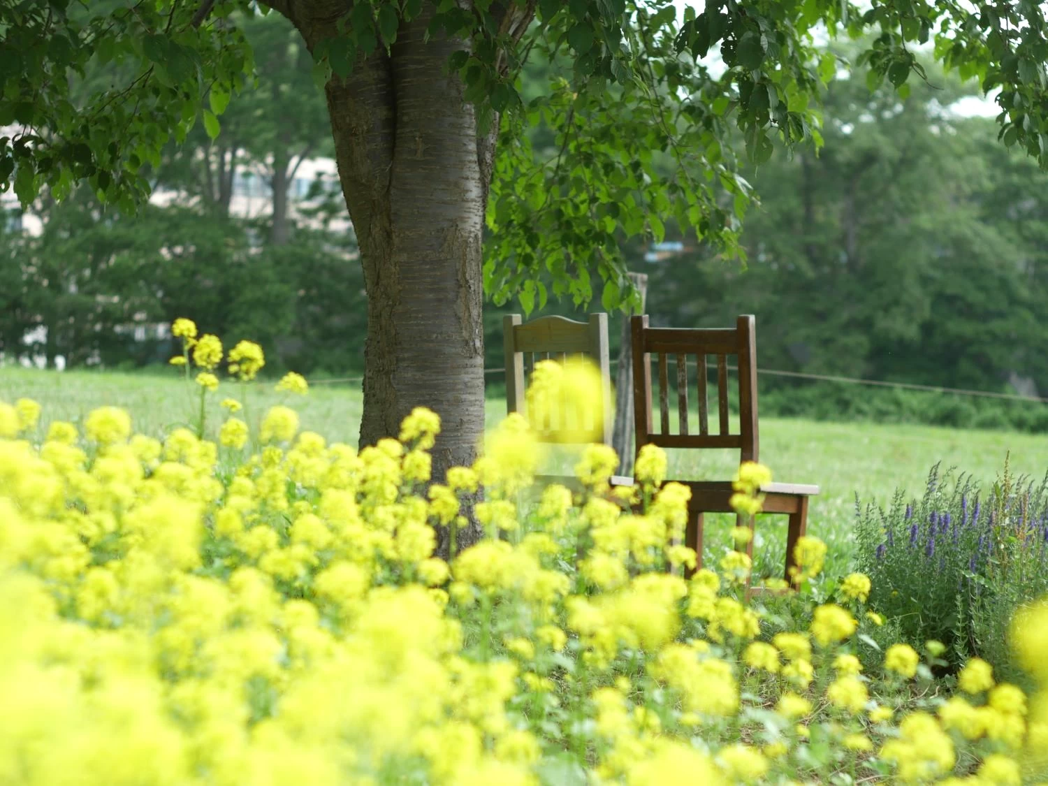 季節の花々が咲く敷地（現地にて撮影）