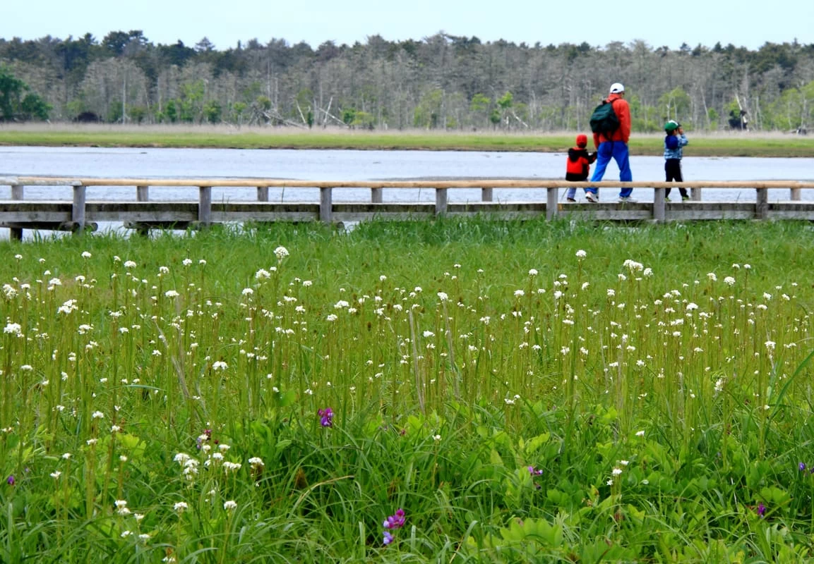 木道を歩いて散策①