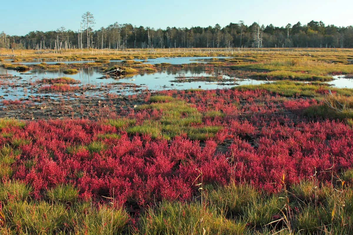 塩分のある湿地に生える「アッシケソウ」