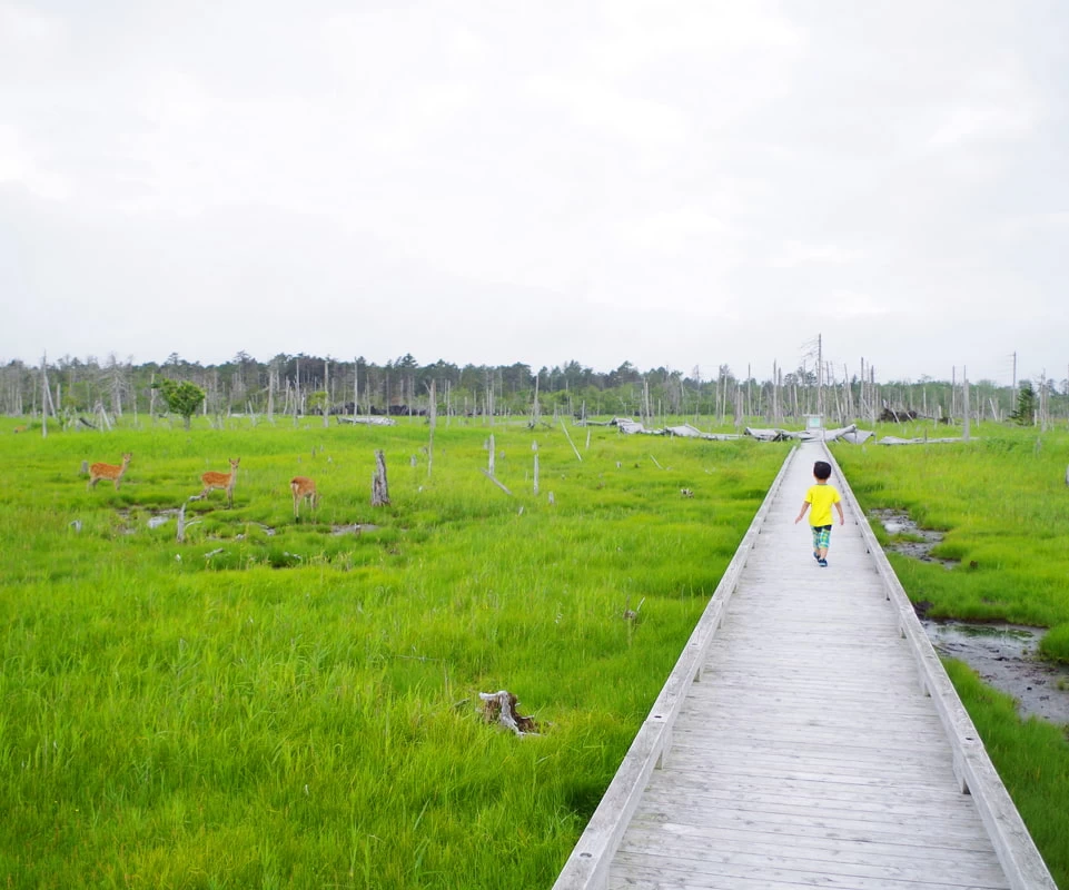木道を歩いて散策②