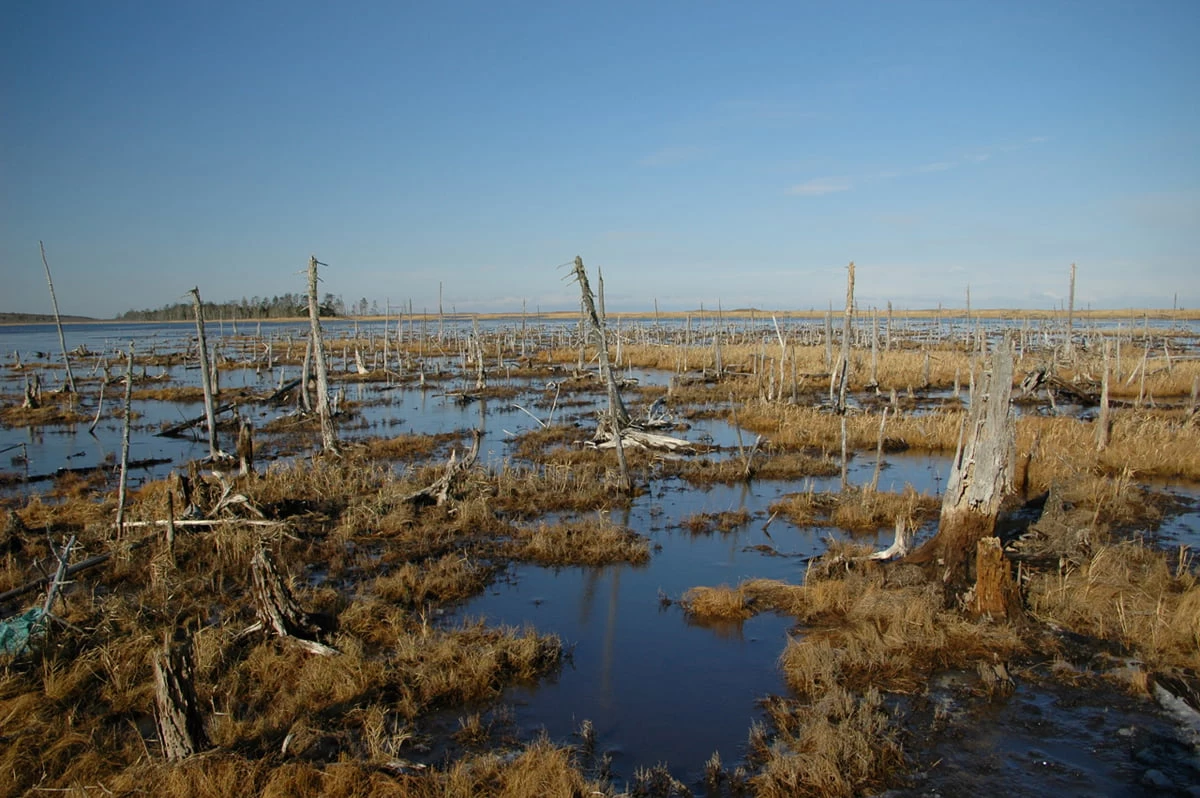 立ち枯れの木々