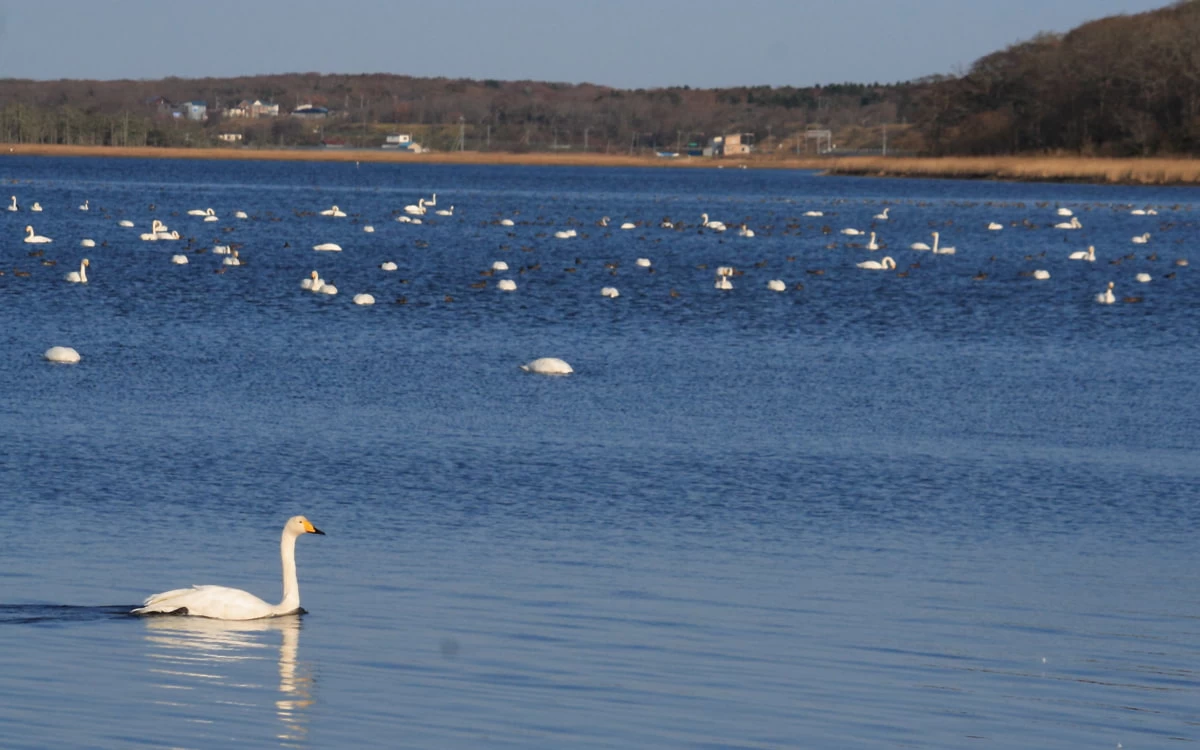 白鳥たちの楽園