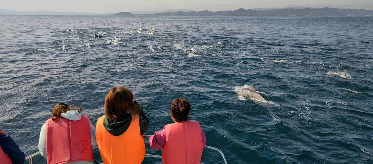 天草イルカウオッチングセンター①