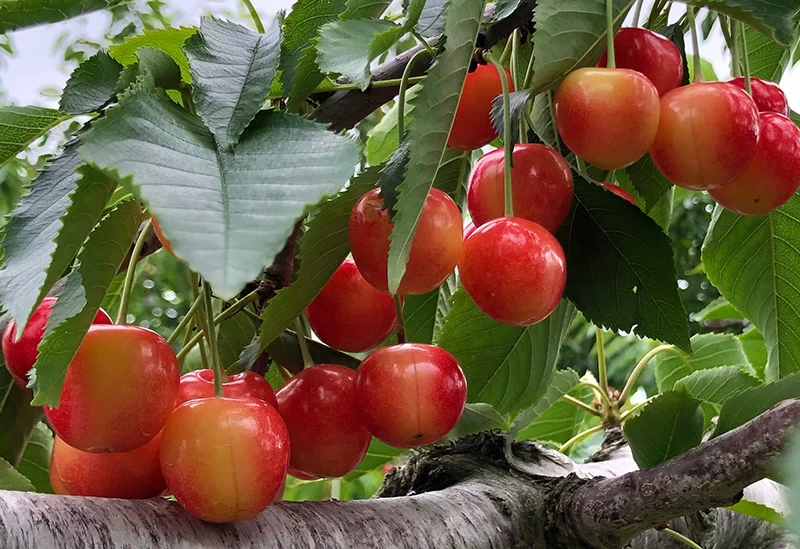 有名品種はもちろん、最高級品も