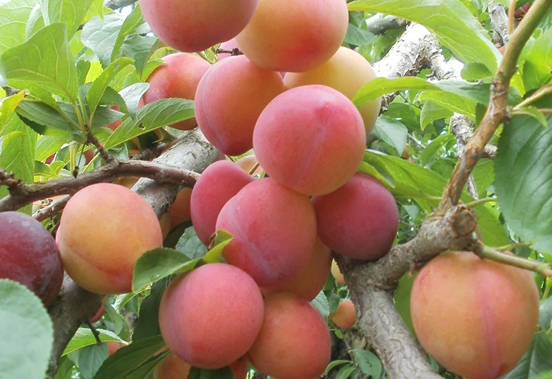 甘酸っぱくジューシーな「完熟プラム」