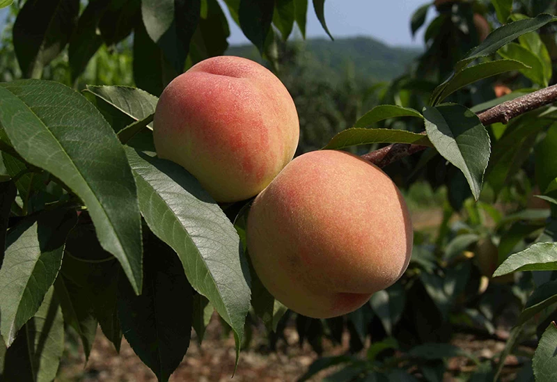 フルーツ狩りでは珍しい「モモ」