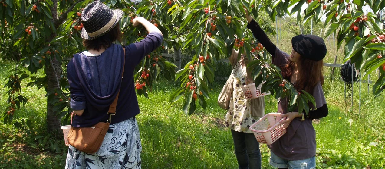 季節ごとに旬のフルーツを楽しめる