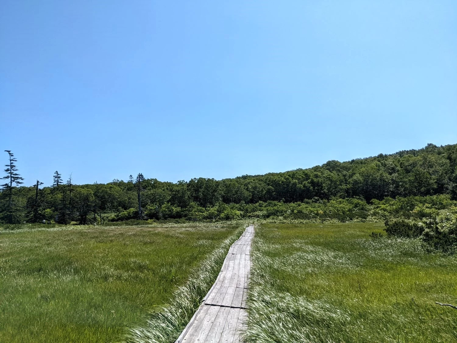 沼までの湿原（現地にて撮影）