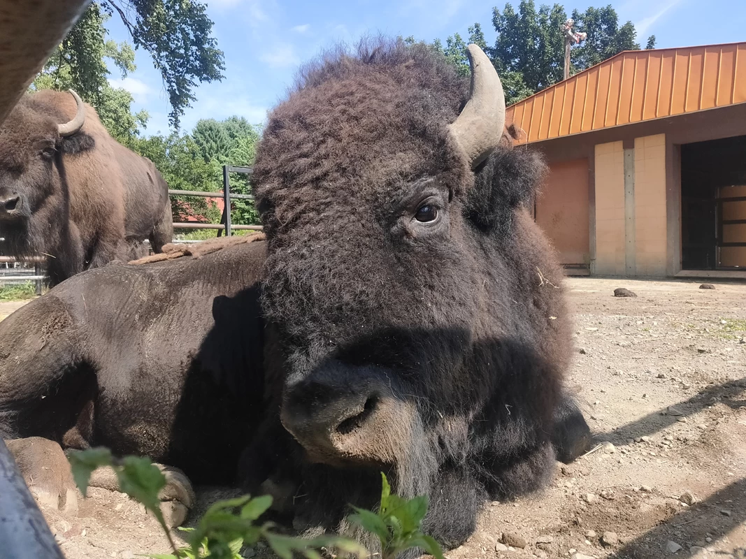 アメリカバイソン
