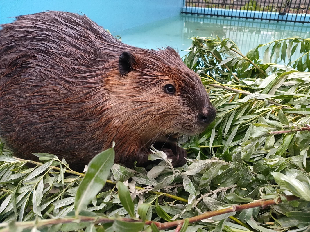 アメリカビーバー