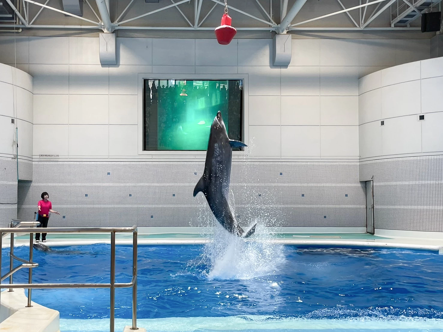 イルカプールで開催される「いるかの時間」（現地にて撮影）