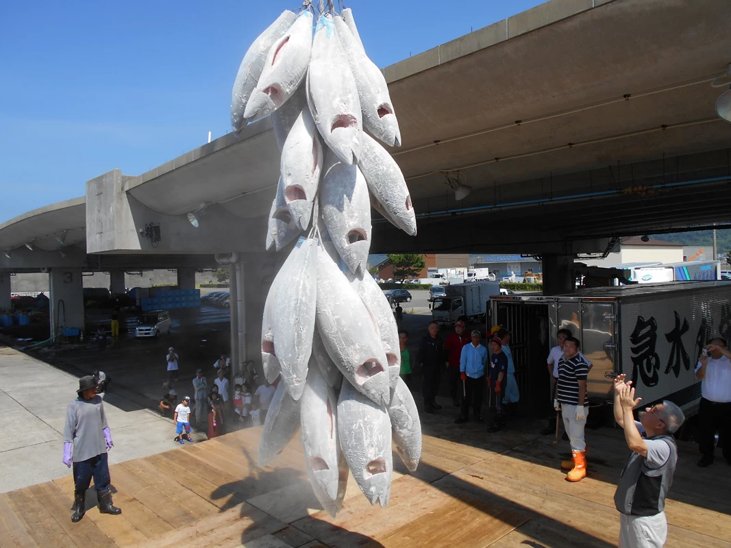 串木野市漁協　まぐろ