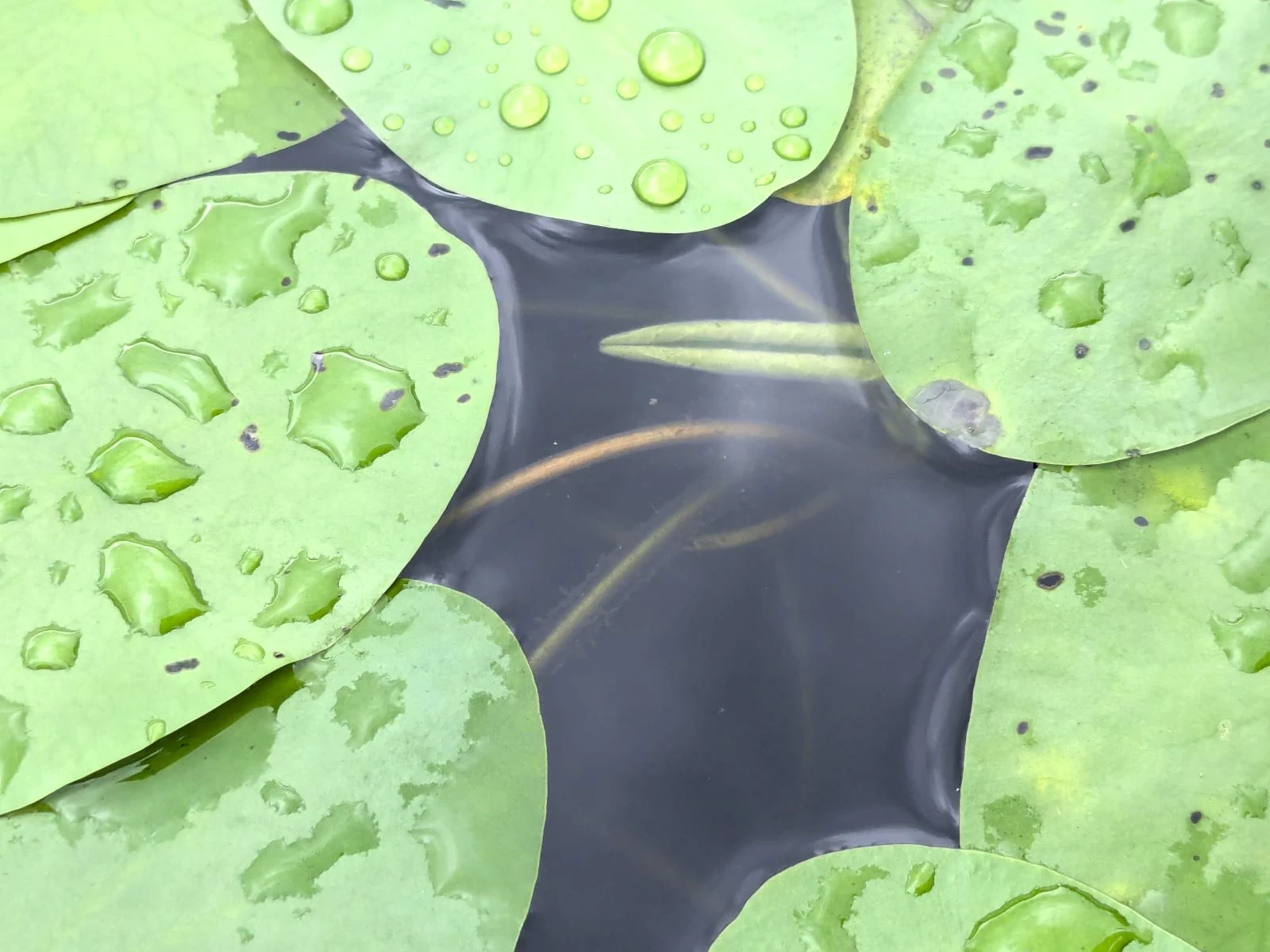 じゅんさい摘み（現地にて撮影）