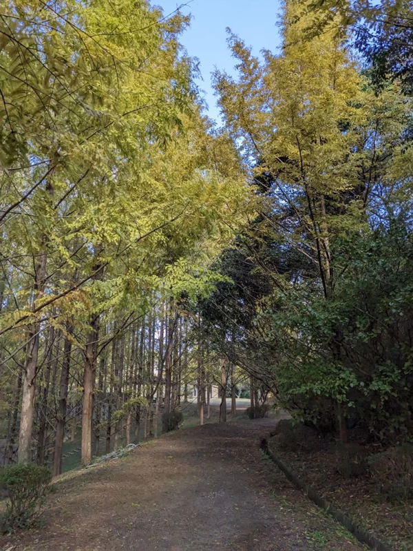 メタセコイアの紅葉