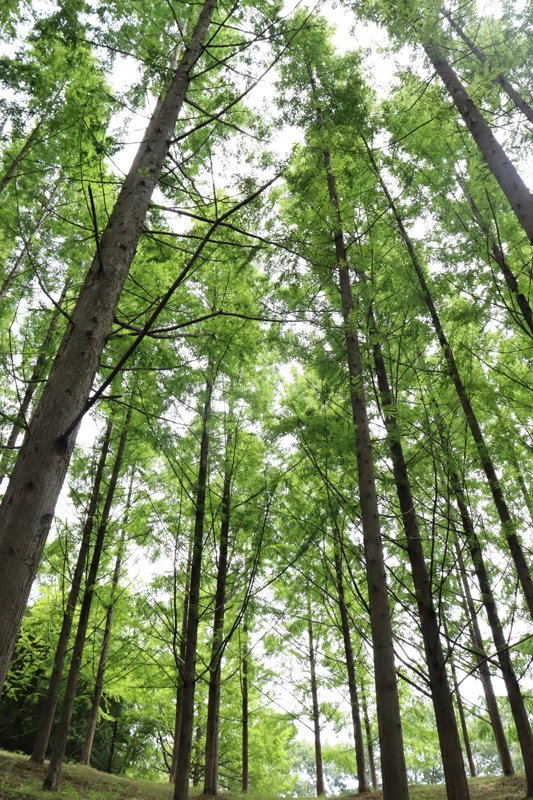 三木町太古の森　夏