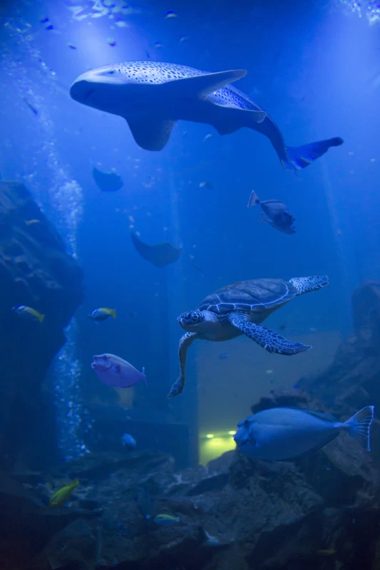 ベイサイドアクアリウム