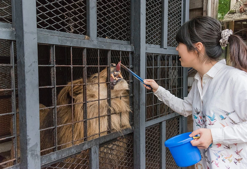 ライオンのエサやり体験