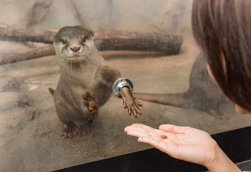 100種類以上の動物と触れ合える