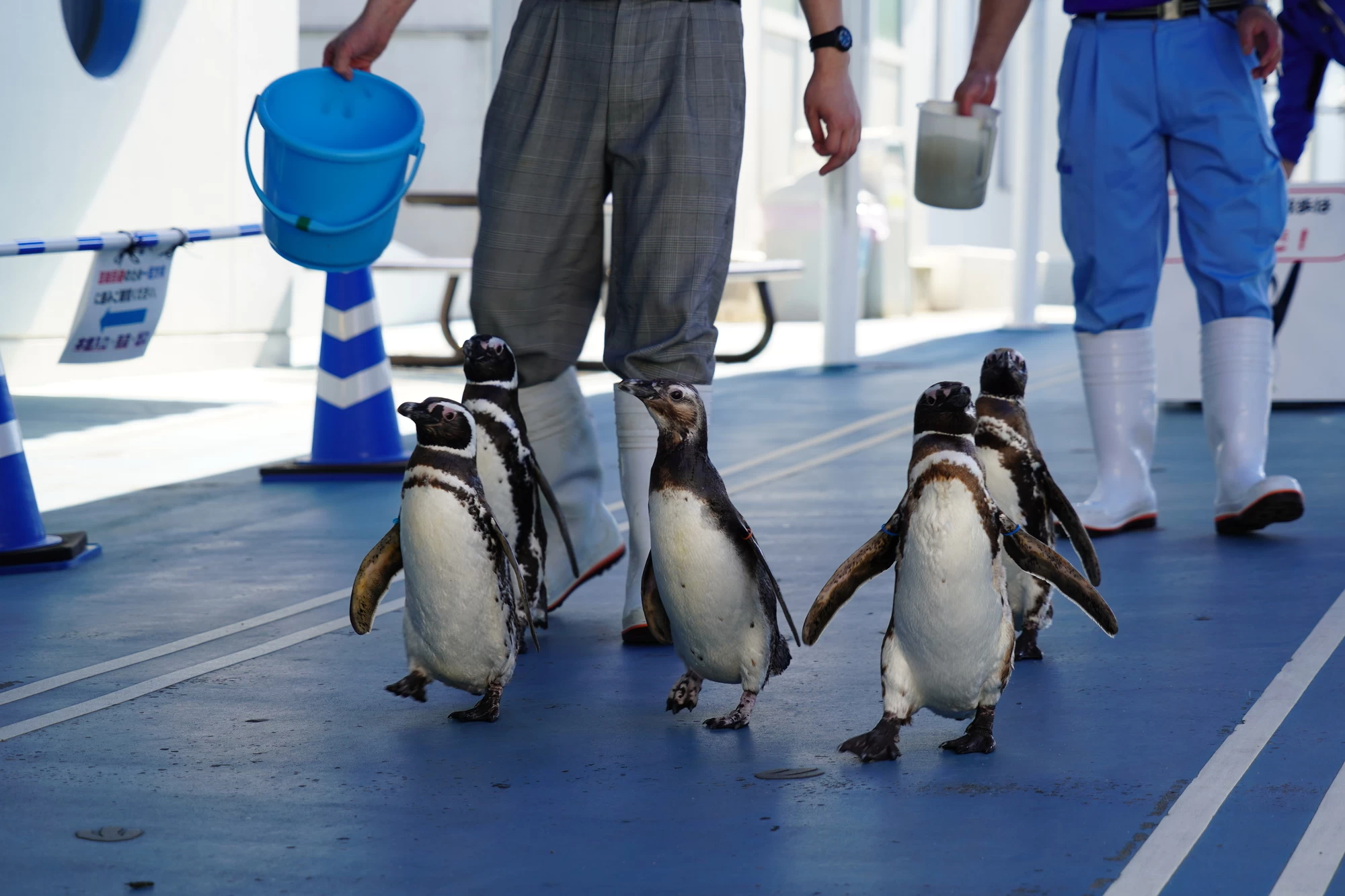 ペンギンの散歩 ※現在休止中