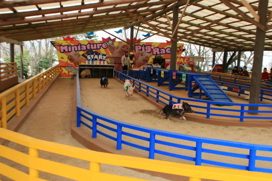 ミニブタレース